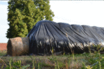 Ensilage (noir) – Image 2