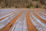 Solarisation – Image 3